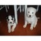 Cachorros de Husky siberiano disponible - Foto 1