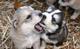 Cachorros Husky Siberiano - Foto 1