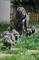 Cachorros mastín napolitano - 11 semanas de edad