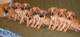 Cachorros rhodesian ridgeback para la adopción