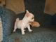 Chihuahua, perros miniatura, ideal para apartamentos, garantía a