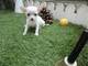 Chihuahua, perros miniatura, venta, exposicion, Garantía Aquanatu - Foto 1