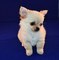 Chihuahuas exclusivos nacionales garantizados