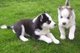 Cuidado de cachorros de huskys para la adopción libre