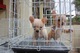 Dos cachorros de Chihuahua mini - Foto 1