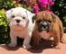 English bull dog puppies ready for adoption