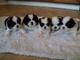 Hermosos Cachorros japonés Chin - Foto 1