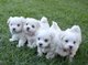 Hermosos cachorros malteses registrados. son, 8 semanas de edad