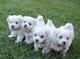 Hermosos cachorros malteses registrados. Son, 8 semanas de edad - Foto 1