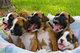 Los cachorros Boxer pura raza - Foto 1