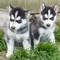 Ojos azules cachorros husky siberiano