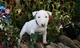 Preciose cachorros bull terrier en listos - Foto 1