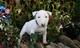 Preciose cachorros bull terrier en listos