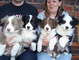 Pura raza cachorros border collie