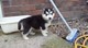 Pure husky siberiano puppys viernes nuevas fotos