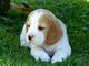 Regalo cachorros beagle para adopcon libre - Foto 1