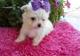 Regalo cachorros bichon maltese para adopcon libre