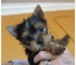 Regalo cachorros yorkshire terrier miniatura