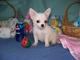 REGALO GRATIS Chihuahuas toy - Foto 1