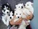Regalo husky siberiano con padres a la vista y pedigree loe