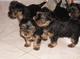 Regalo minis yorkshire cachorros - Foto 1