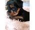 Regalo Preciosas cachorritas yorkshire terrier - Foto 1