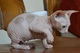 Segovia regalo gatito sphynx para adopcon libre