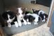 Adorables cachorros border collie