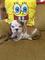 Cachorro Bulldog Ingles Con Pedigree - Foto 1