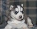 Cachorros husky siberiano para la adopción!!!!! - Foto 1
