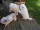 Cachorros samoyedo magníficas