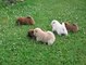 Camada cachorros chow chow con pedigree