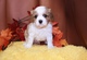 Cavalier King Charles Spaniel pups - Foto 1