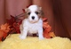 Cavalier king charles spaniel pups