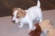 Encantadores cachorros Jack Russell de forma gratuita. - Foto 1