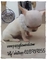 Exclusivos chihuahuas puppydiamond miniatura - Foto 2