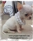 Exclusivos chihuahuas puppydiamond miniatura - Foto 3