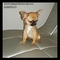 Exclusivos chihuahuas puppydiamond miniatura - Foto 4