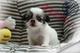 Exclusivos chihuahuas puppydiamond miniatura - Foto 5