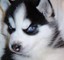 Hermoso Husky siberiano !!!!!!!!!!!!! - Foto 1