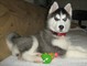 Hombre cute puppies husky siberiano ??