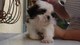 Los cachorros Cute Shih Tzu Disponibles Ahora Para usted - Foto 1