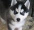 Los cachorros de Siberia con Encanto Husky para la venta - Foto 1
