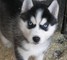 Los cachorros de siberia con encanto husky para la venta