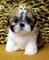 Los cachorros shih tzu para buenas casas, grandes personalidades