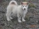 Magníficos cachorros husky siberiano para la adopción!!!!!!!!!!!! - Foto 1