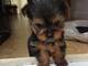 Mzsdearvdrcssrutrtvsd boy terrier de yorkshire y gilr cachorros