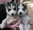 Pura raza Husky siberiano ???? - Foto 1