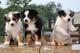 Raza pura cachorros de pastor australiano - Foto 1