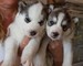 Regalo cachorros con vacuna siberian husky